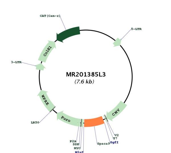 Circular map for MR201385L3