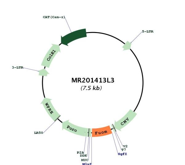 Circular map for MR201413L3