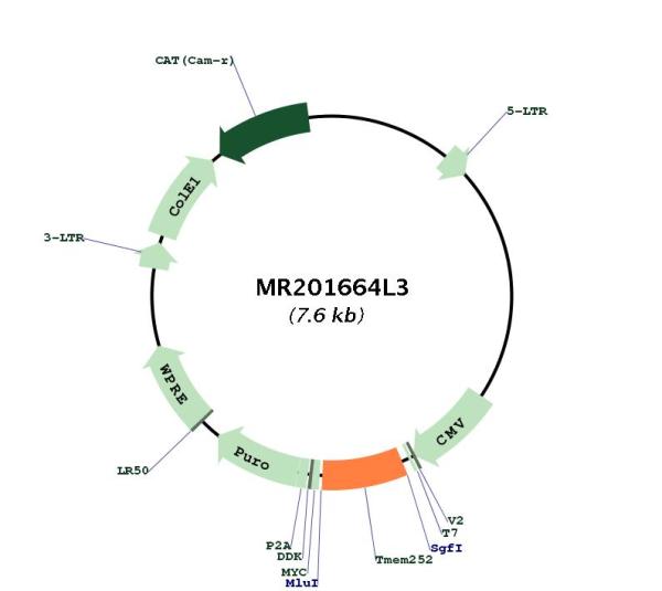 Circular map for MR201664L3