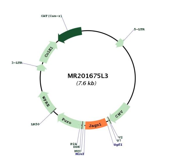 Circular map for MR201675L3