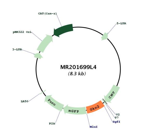 Circular map for MR201699L4