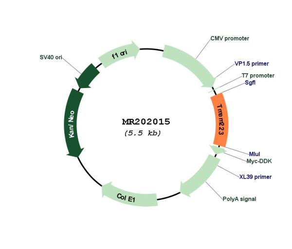 Circular map for MR202015