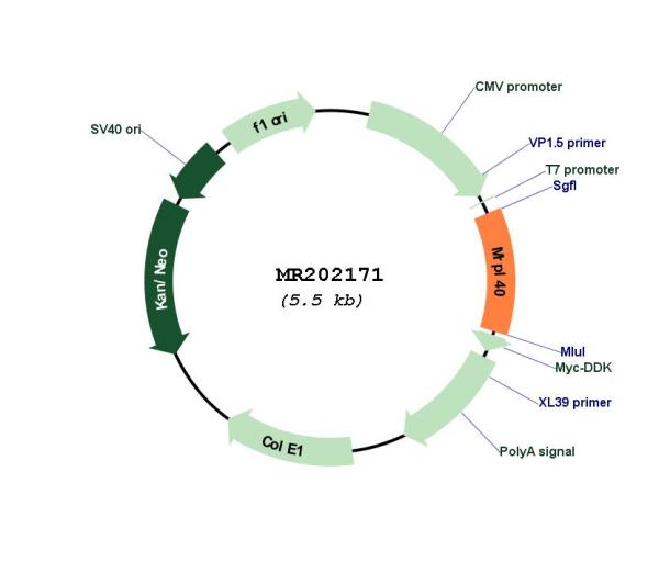 Circular map for MR202171