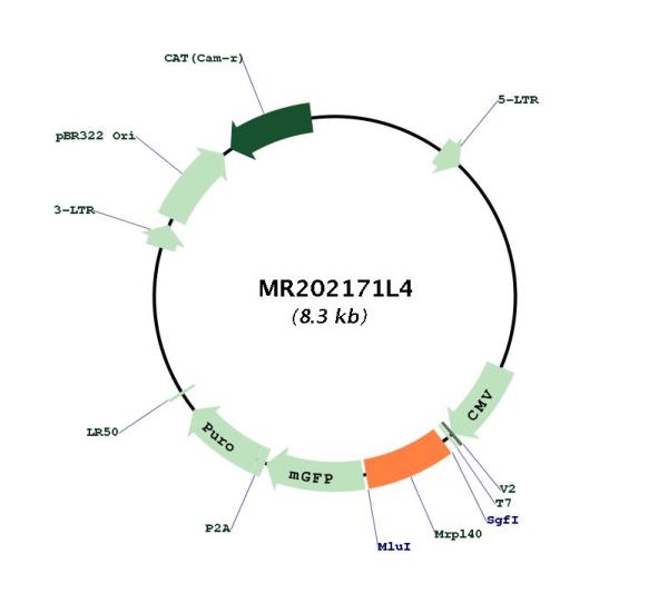 Circular map for MR202171L4