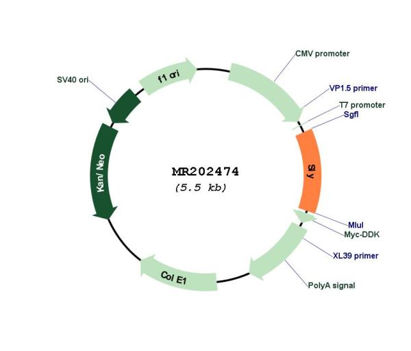 Circular map for MR202474