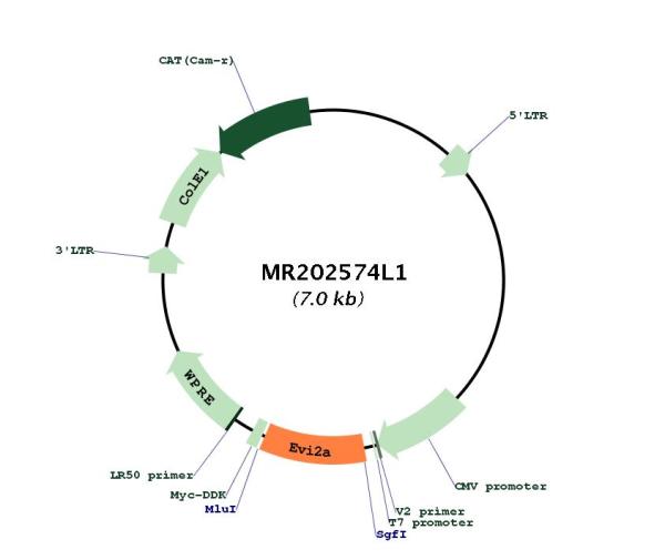 Circular map for MR202574L1