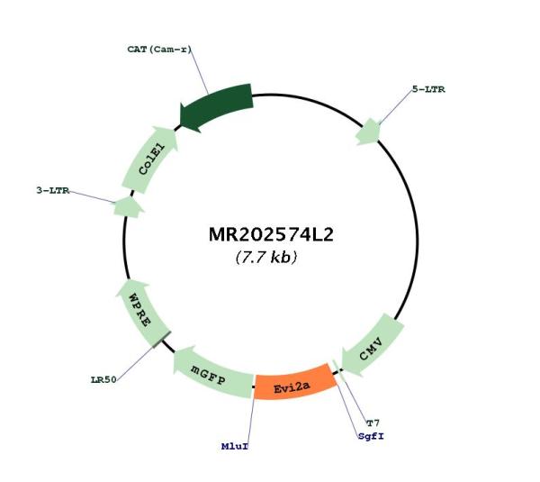 Circular map for MR202574L2