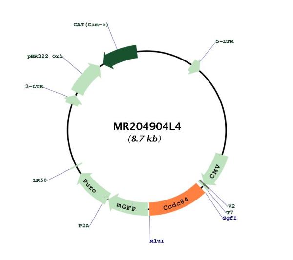 Circular map for MR204904L4