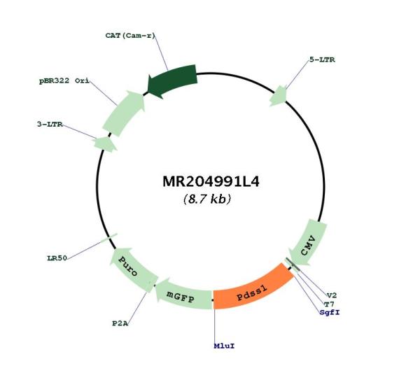 Circular map for MR204991L4