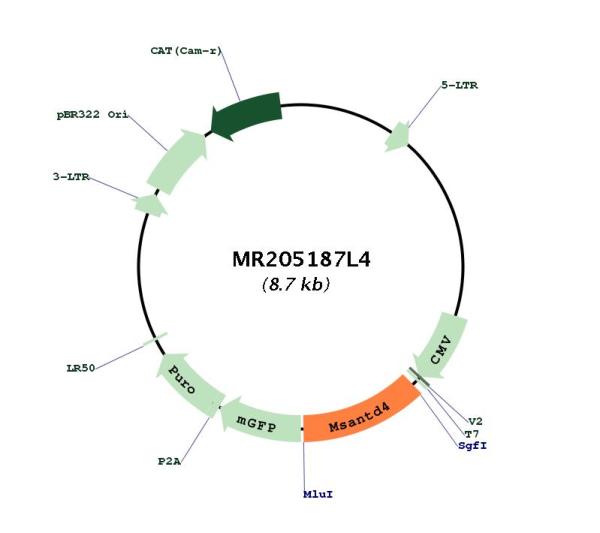 Circular map for MR205187L4