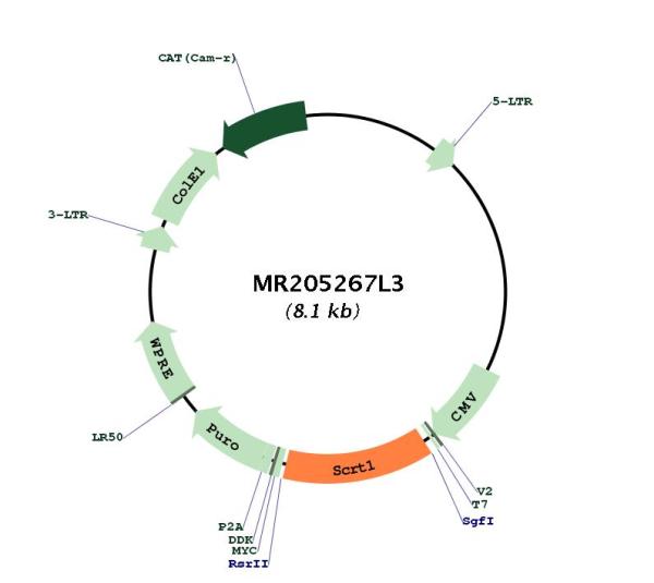Circular map for MR205267L3