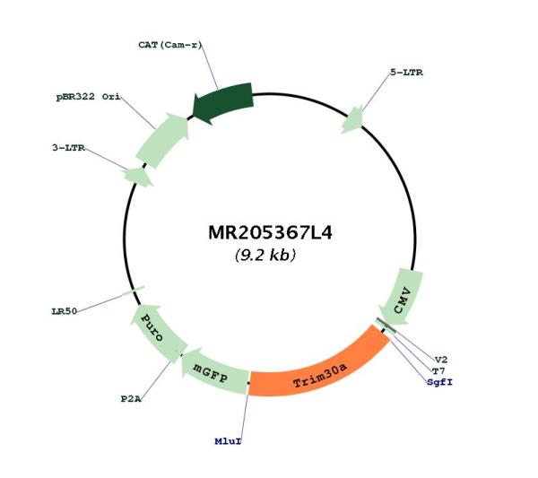 Circular map for MR205367L4