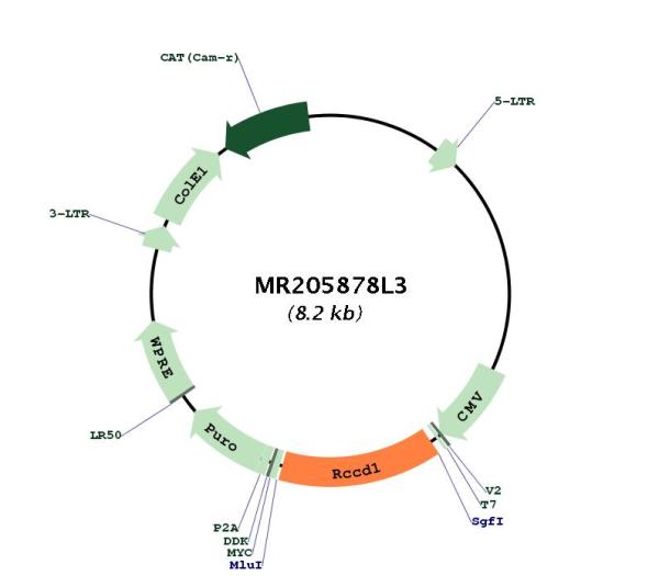 Circular map for MR205878L3