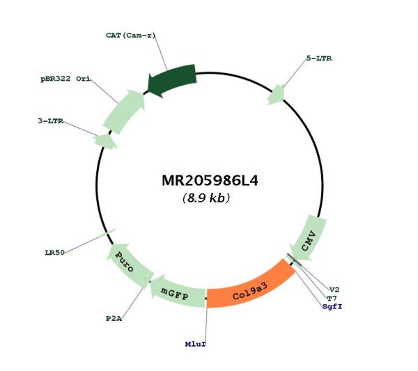 Circular map for MR205986L4