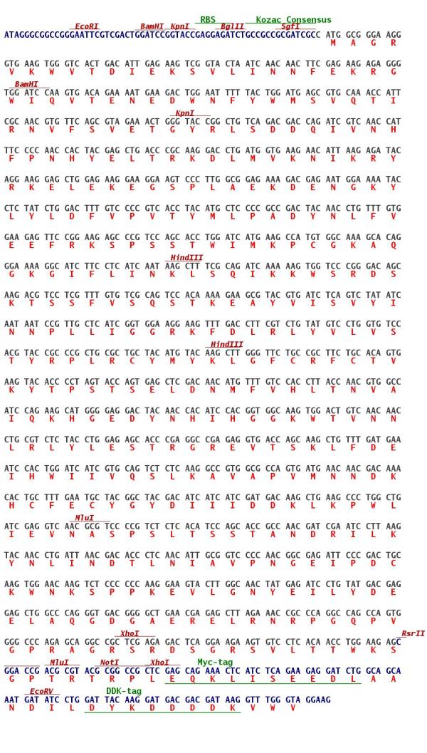 Plasmid Map for MR206732L3 | OriGene