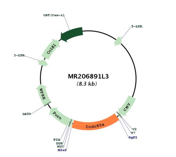 Circular map for MR206891L3