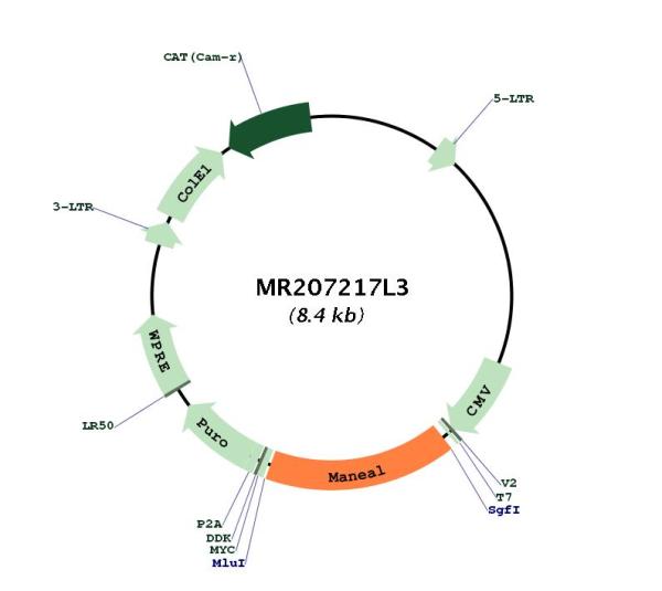 Circular map for MR207217L3