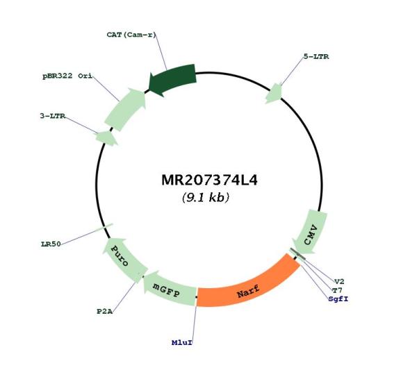 Circular map for MR207374L4