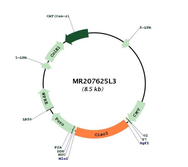 Circular map for MR207625L3