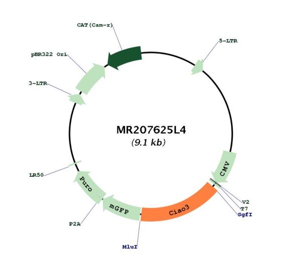 Circular map for MR207625L4