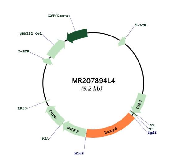 Circular map for MR207894L4