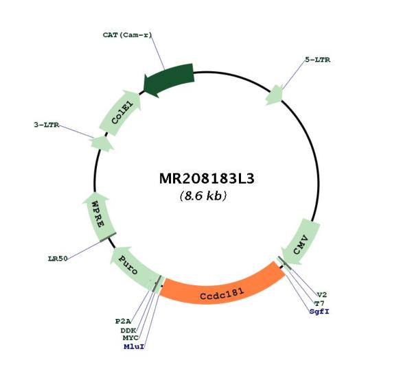Circular map for MR208183L3