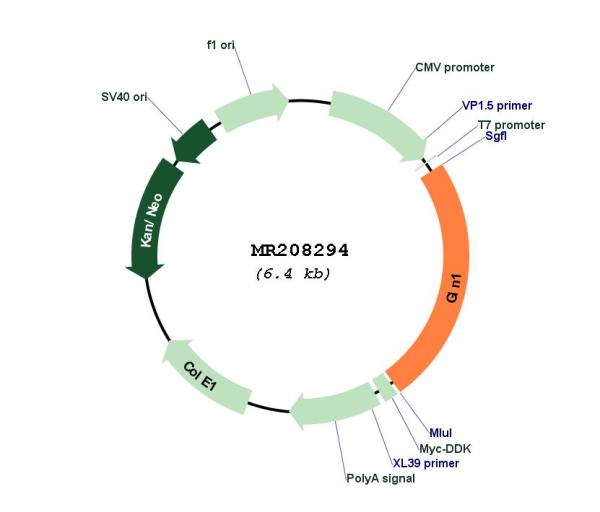 Circular map for MR208294