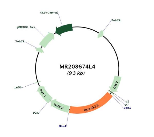 Circular map for MR208674L4