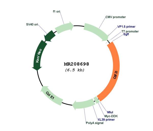 Circular map for MR208698