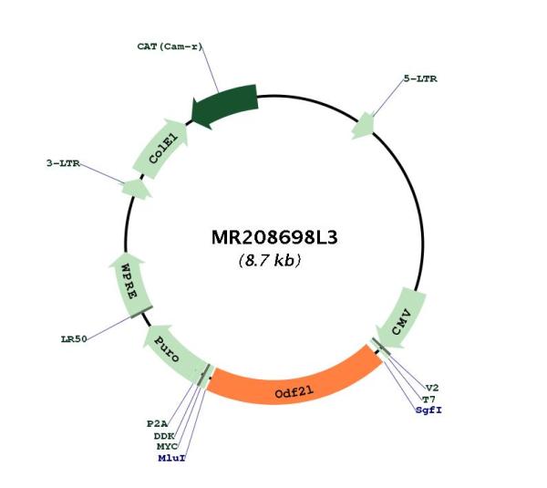 Circular map for MR208698L3