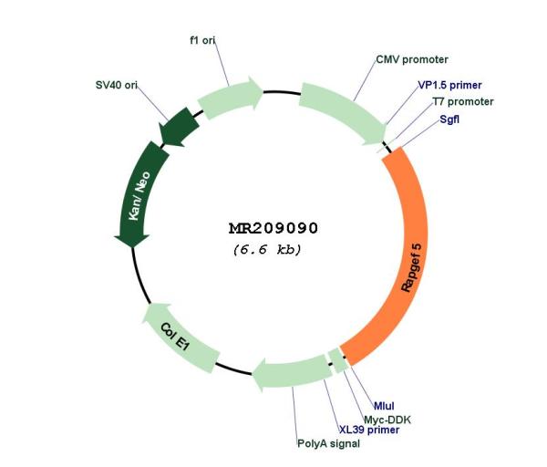 Circular map for MR209090