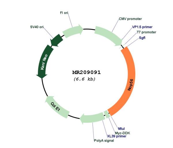 Circular map for MR209091