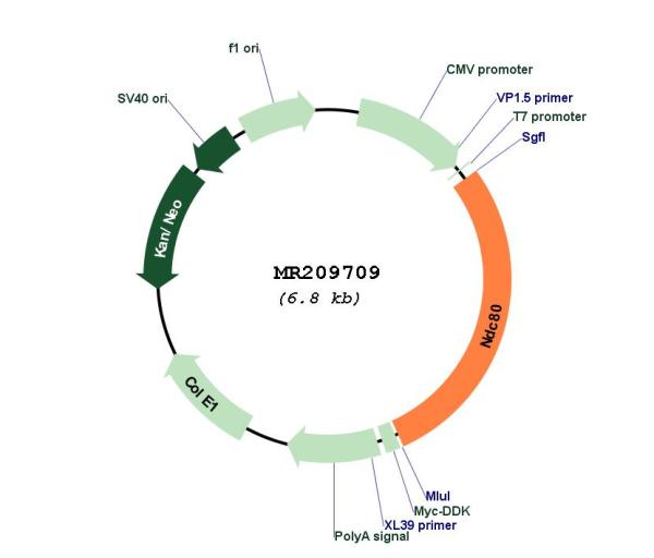 Circular map for MR209709