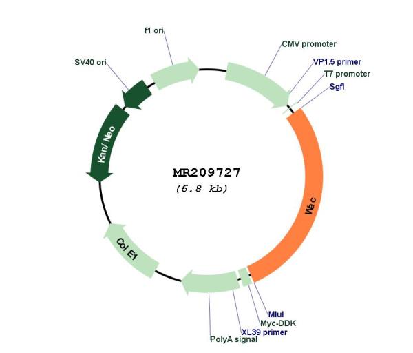 Circular map for MR209727