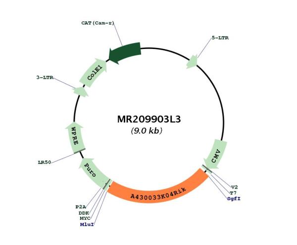 Circular map for MR209903L3