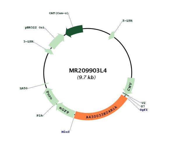 Circular map for MR209903L4