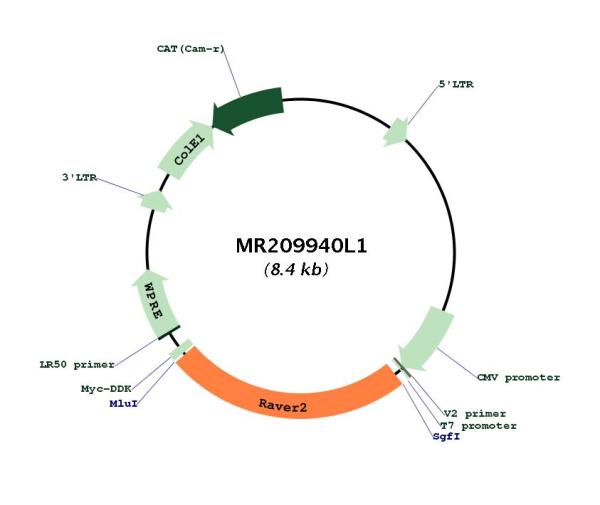Circular map for MR209940L1