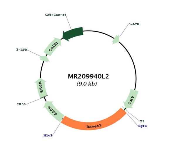 Circular map for MR209940L2
