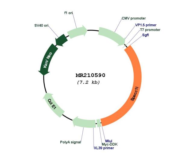 Circular map for MR210590