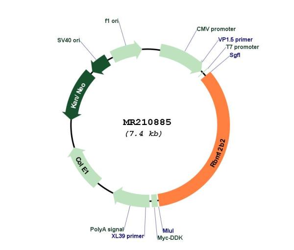 Circular map for MR210885