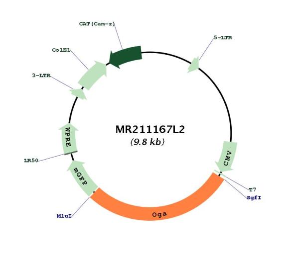 Circular map for MR211167L2