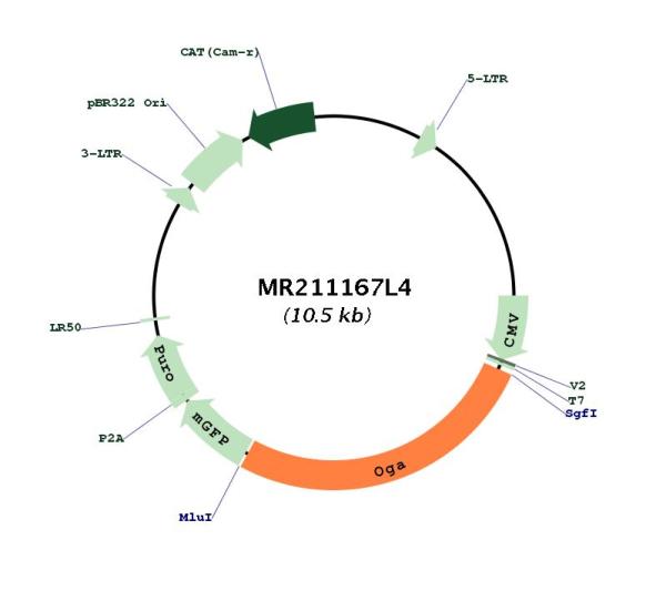 Circular map for MR211167L4
