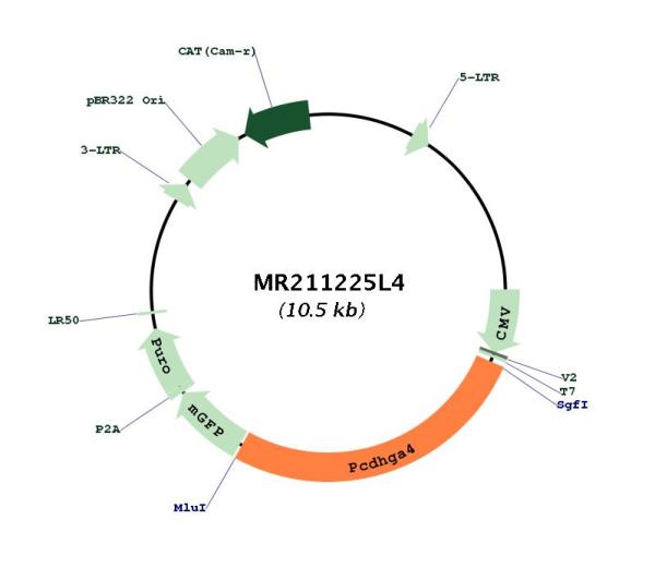 Circular map for MR211225L4