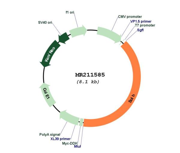 Circular map for MR211585