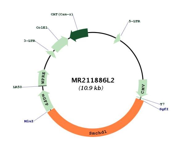 Circular map for MR211886L2