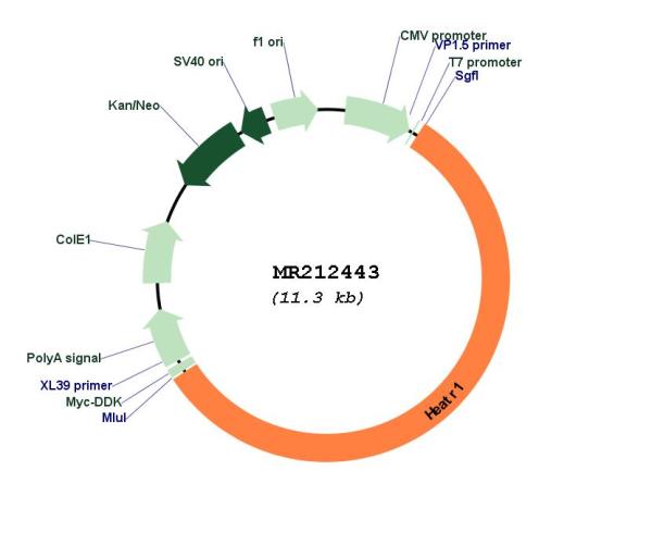 Circular map for MR212443