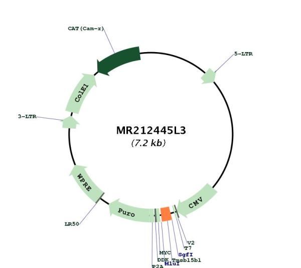 Circular map for MR212445L3