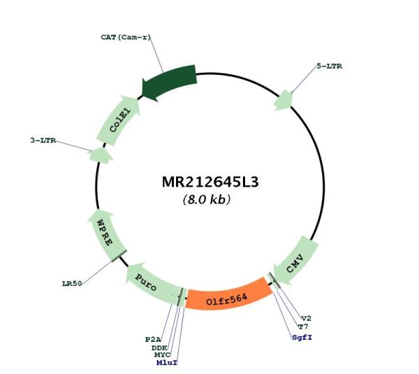 Circular map for MR212645L3