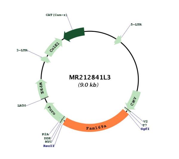 Circular map for MR212841L3