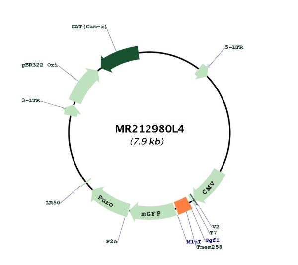 Circular map for MR212980L4